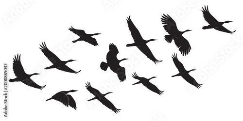 Set of black bird silhouettes in different flight poses with wing span silhouette set black and white silhouette art flying birds wild bird silhouette wildlife collection isolated creature