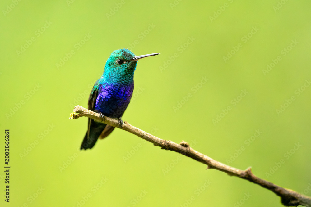 Fototapeta premium The violet-bellied hummingbird (Chlorestes julie) is a species of hummingbird characterized by the male's shimmering violet belly