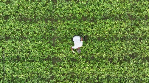 Aerial top view of farmer harvesting okra in a green field