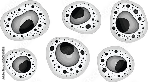 Animal Cell Illustration Set with Nucleus Cytoplasm and Organelle Structures Monochrome Vector Collection for Biology Education Science Research and Medical Design