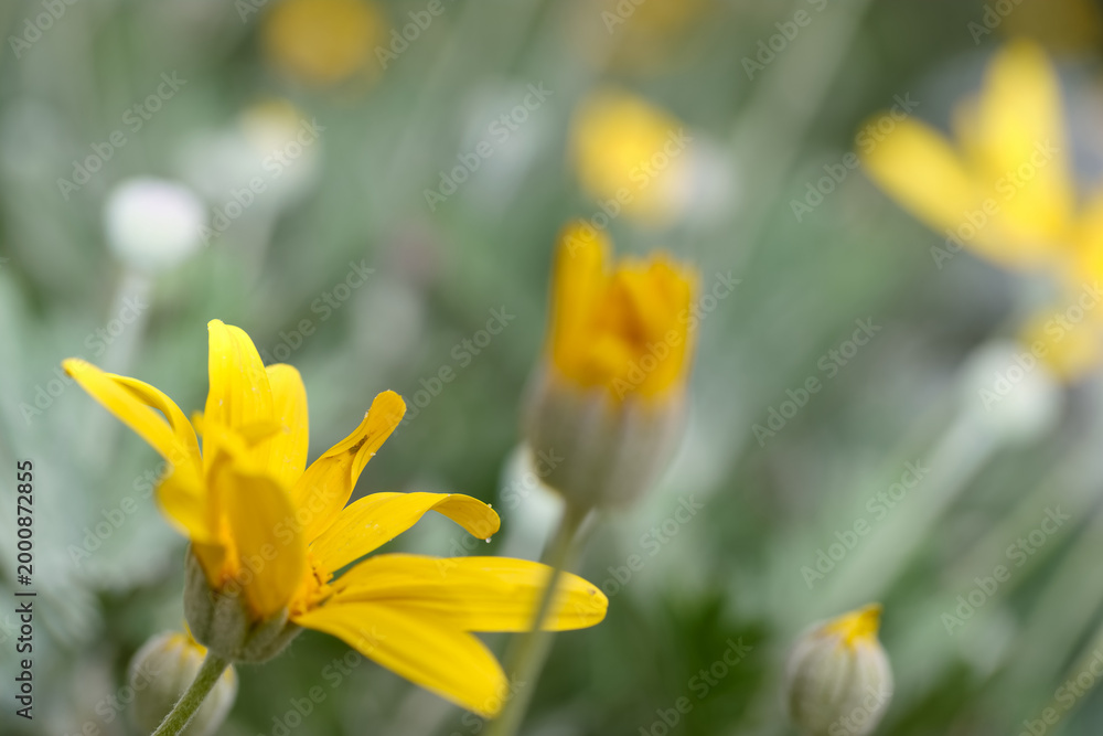 Obraz premium Bright yellow flowers bloom in a garden during the spring season under soft sunlight in a natural setting