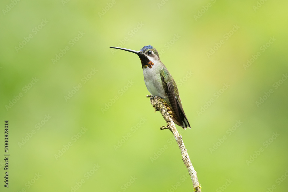 Fototapeta premium The long-billed starthroat (Heliomaster longirostris) is a species of hummingbird in the 
