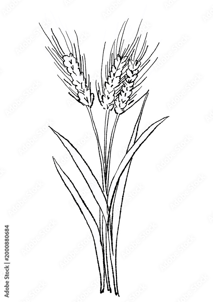Fototapeta premium 咲き誇るオオムギの花の手描きの線画イラスト