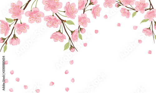 Illustration of pink cherry blossoms with falling petals and branches for spring and floral-themed designs on white background.