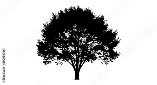 Silhouette of a lush deciduous tree