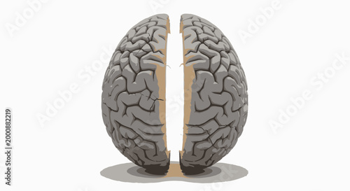 Human Brain Anatomy Illustration, Split View, Detailed Cerebral Cortex