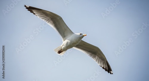 Seagull flying in the sky with outstretched wings flying bird feathers outstretched wildlife wingspan airborne creature feathered outdoors