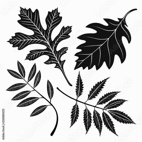 Cannabis plant botanical silhouette design element with cannabis botanical silhouette illustration isolated marijuana background flowering medicinal detailed decorative monochrome hempseed