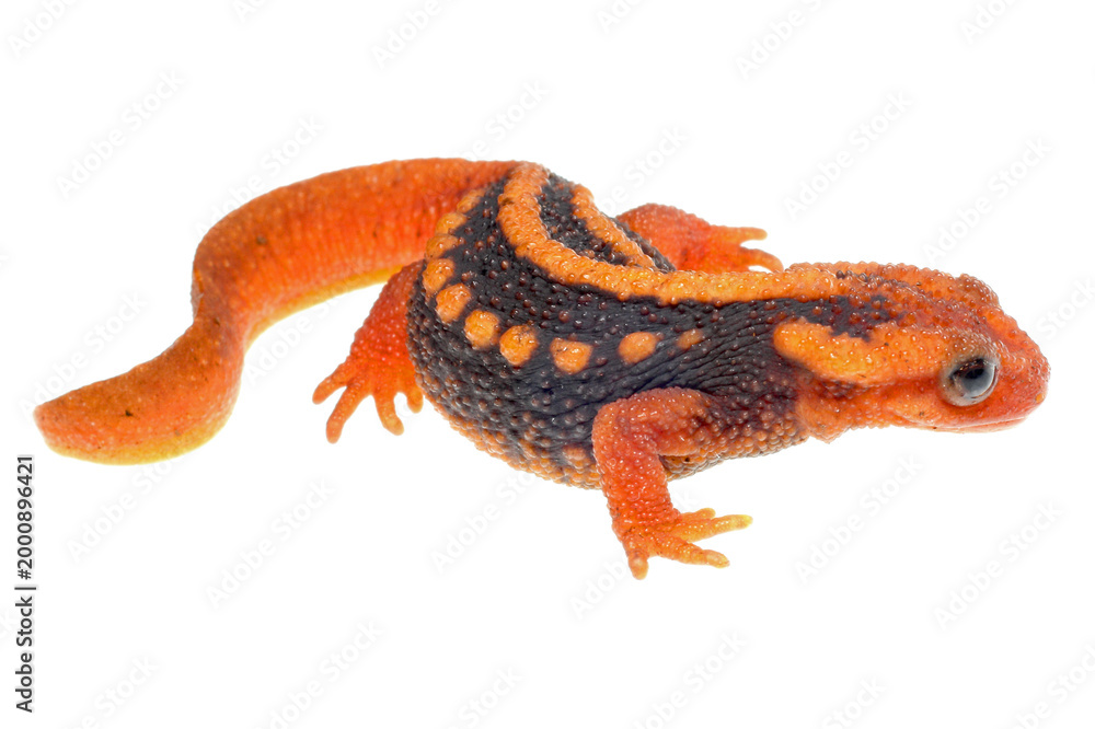 Fototapeta premium An Asian Emperor Newt. Tylototriton shanjing, on white background.