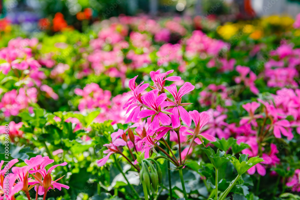 Fototapeta premium Colorful flowers are blooming in a garden during springtime in a bright sunny day