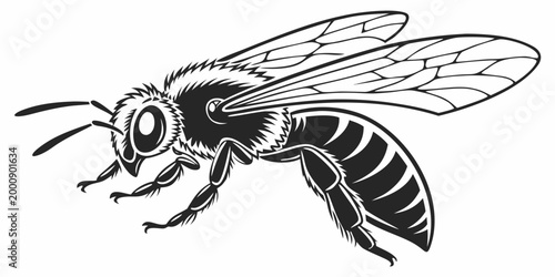 Detailed black and white line art graphic of a honey bee in profile with nature inspired biology science honeybee wildlife pollinator illustration monochrome isolated creature entomology