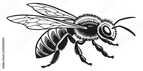 Detailed black and white vector illustration of a honey bee with honeybee bumblebee wildlife illustration monochrome isolated silhouette entomology pollinator hovering close-up artistic