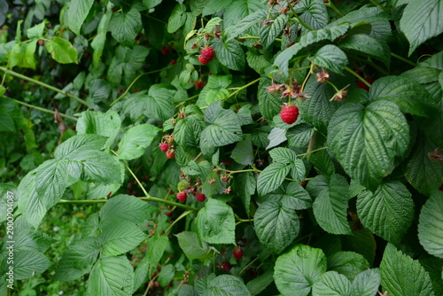 Ripe Red Raspberries Growing on a Bush in a Garden front view