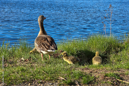 Greylag goose with cute goslings on the green shore of a lake