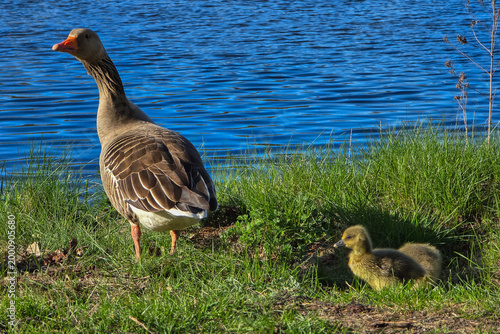 Greylag goose with cute goslings on the green shore of a lake