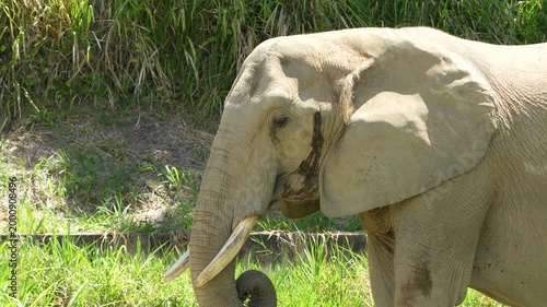elephant