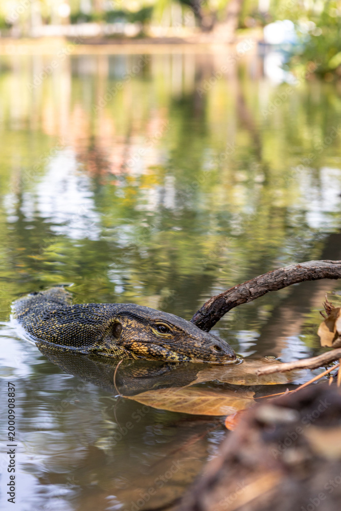 Fototapeta premium An Asian water monitor (Varanus salvator) in a lake in Lumpini Park, Bangkok, Thailand.