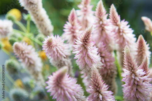 Fotografía Celosia or wild cockscomb background