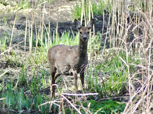 Roe deer watching camera standing in wild nature habitat