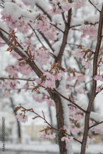 A tree blooming with pink flowers in a snowstorm