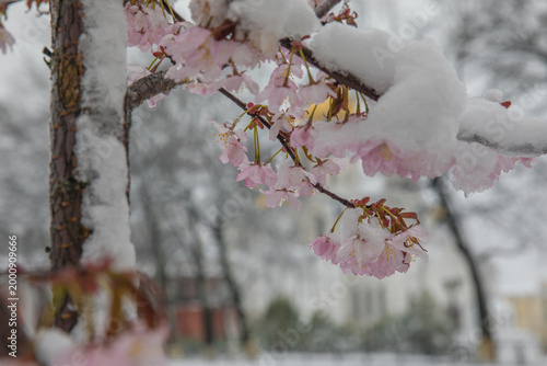 A tree blooming with pink flowers in a snowstorm