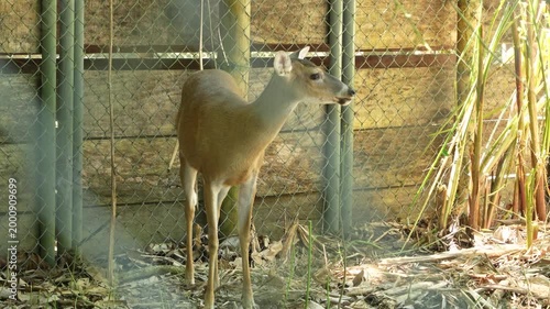 deer