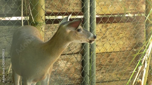 deer