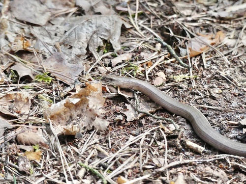 Slow worm slithering through natural forest floor habitat