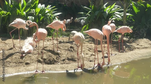 flamingo