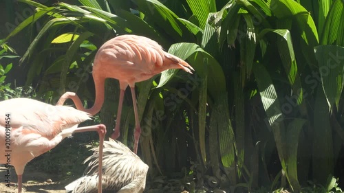flamingo