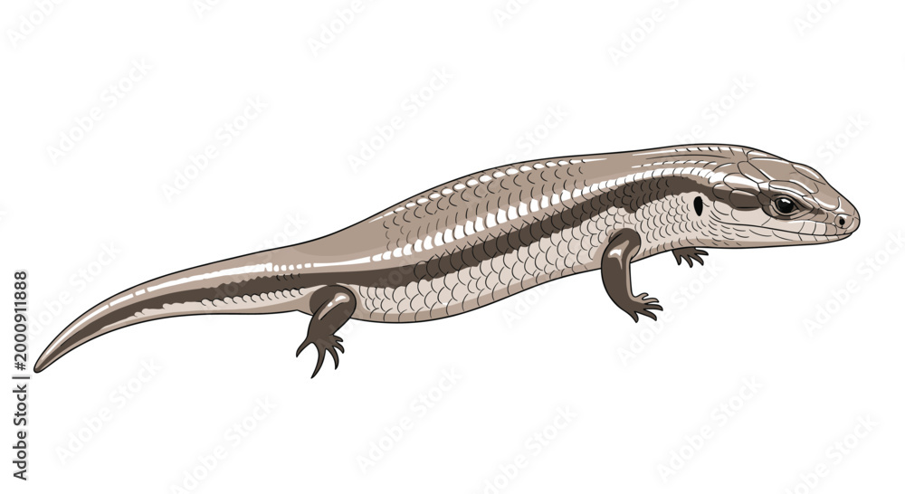 Fototapeta premium Detailed digital illustration of a sleek skink lizard, highlighting its smooth scales and elongated body, a common reptile species.