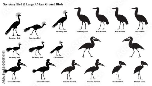 Tableau sur toile Secretary Bird Rail Bustard Large Ground Crested Bird Silhouette Vector Set