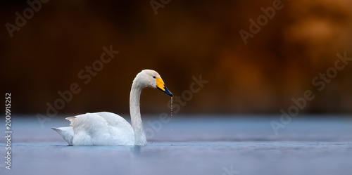 Obraz na plátne Whooper Swan Cygnus cygnus swimming in blue water at sunset