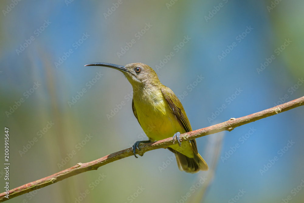Obraz premium Little Spiderhunter Arachnothera longirostra Munnar Kerala India