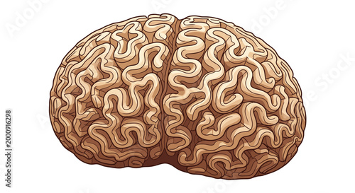 Detailed vector illustration of a human brain, showcasing its intricate gyri and sulci, presented in a realistic, anatomical style on a white background.
