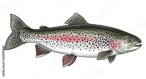 Detailed digital illustration of a rainbow trout fish, highlighting its distinctive spotted skin, colorful stripe, and streamlined body, a popular game fish.