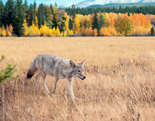 Coyote walking in grassy meadow with fall aspen colors.