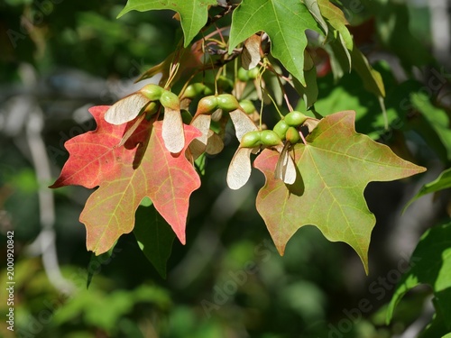Quadro su tela Early fall color change of sugar maple (Acer saccharum) leaves with samaras in S