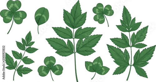Green Leaf and Clover Icon Set with Botanical Foliage Illustrations for Nature, Herbal Design, Eco Friendly Projects, Gardening, and Natural Plant Elements Collection
