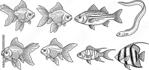 Vintage fish engraving vector set featuring goldfish eel and striped marine species in detailed black and white line art illustration collection