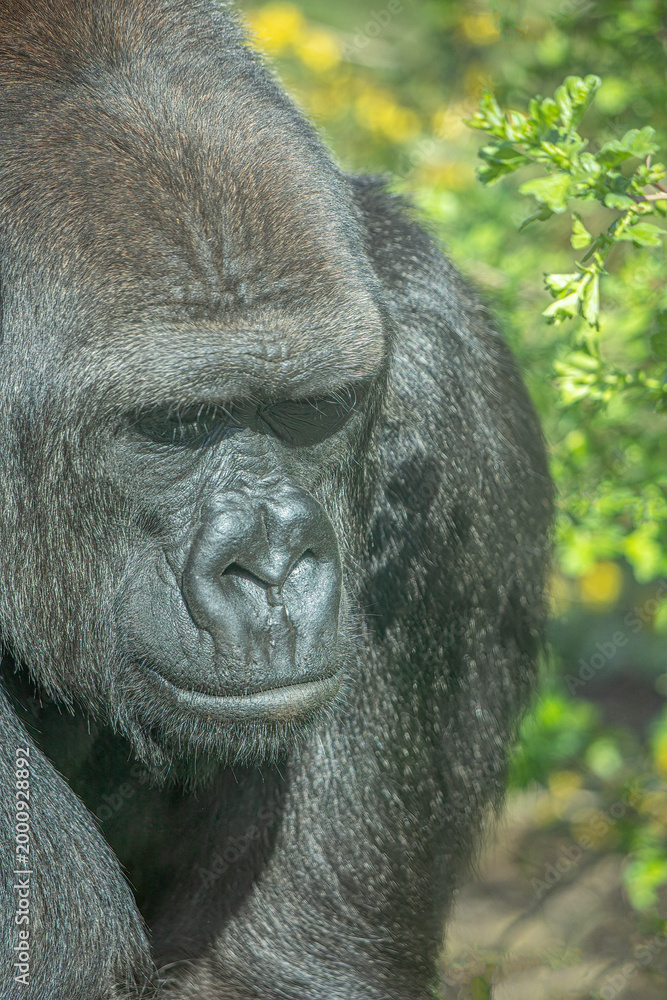 Obraz premium Gorilla Portrait Lush Greenery Natural Light Calm Expression
