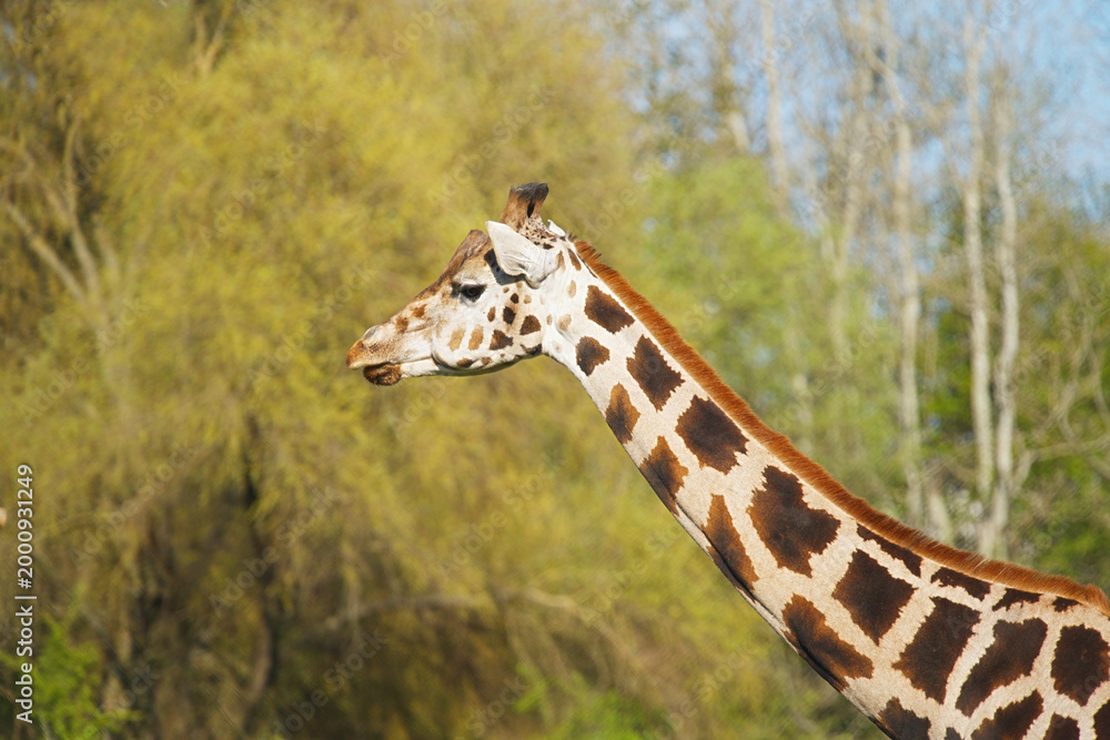 Fototapeta premium Portrait of a giraffe in profile against a natural backdrop