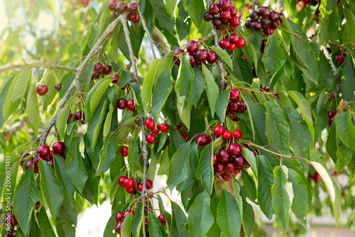 Red cherry hanging on a tree in the summer garden.