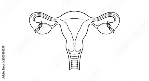 Anatomical line drawing of the human female reproductive system.