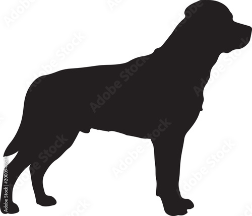 Quadro su tela Rottweiler in silhouette on white background.