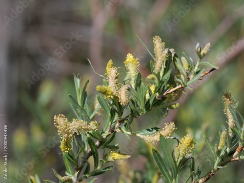 Coyote willow (Salix exigua) catkins and leaves in late April, Colorado