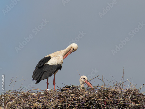 Two white storks in large stick nest against clear sky background