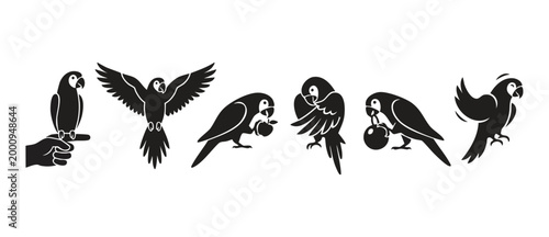 Parrot silhouette icon set, exotic bird collection in various poses including flying, sitting, and playing with objects, flat black vector illustration isolated on white background for design projects