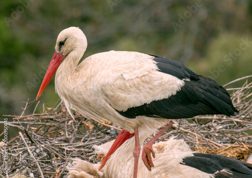 Pair of white storks nesting in large twig nest together