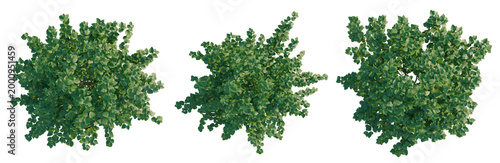 Konstfotografi Morus alba tree plan, top view, cutout, transparent background, isolate, Detaile